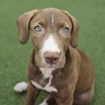 Po -  Terrier Dog for Adoption in Tampa, Florida - Po | PetCurious