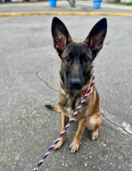 Rescue Belgian Shepherd Malinois Dogs for Adoption in Bothell, Washington - * Zorin - PENDING | PetCurious