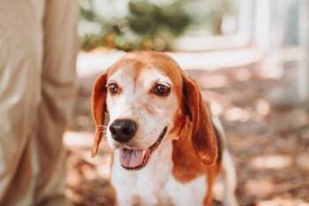 Hound and Mixed Breed Dogs Available for Adoption in North Charleston, South Carolina - 92888a Lucinda | PetCurious