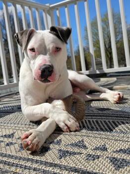 Terrier Dogs Available for Adoption in Highland, New York - Ray | PetCurious