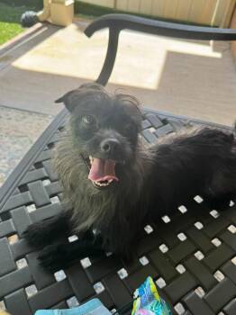 Gemini -  Mixed Breed and Chihuahua Dog for Adoption in Matthews, North Carolina - Gemini | PetCurious
