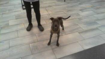 LOLA -  Mixed Breed Dog for Adoption in Charlotte, North Carolina - LOLA | PetCurious