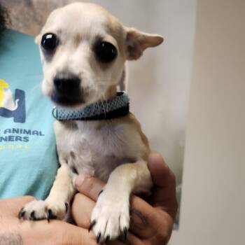 Slim Jim -  Chihuahua Dog for Adoption in Wilmington, Delaware - Slim Jim | PetCurious