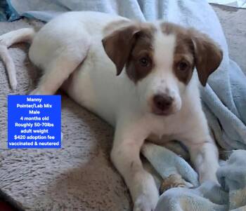 Manny -  Pointer and Labrador Retriever Dog for Adoption in Oviedo, Florida - Manny | PetCurious