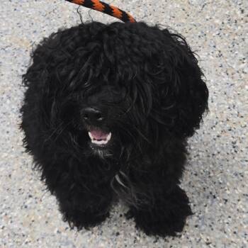 Swiffer -  Mixed Breed and Poodle Dog for Adoption in West Olive, Michigan - Swiffer | PetCurious