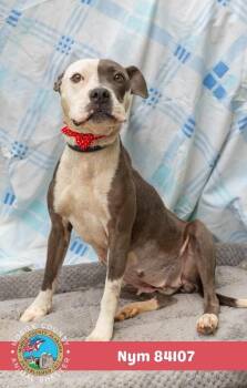 Nym -  American Bulldog Dog for Adoption in Mobile, Alabama - Nym | PetCurious
