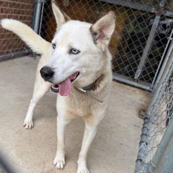 Claire -  Husky Dog for Adoption in Birmingham, Alabama - Claire | PetCurious