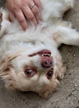 Jasmine -  Pomeranian Dog for Adoption in Hampton, Virginia - Jasmine | PetCurious
