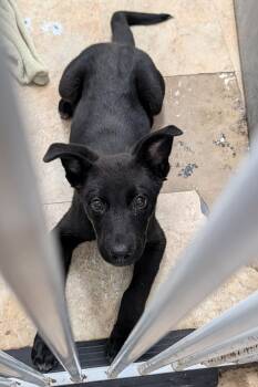 Iris (Photos June 6th 2026) -  Labrador Retriever and Terrier Dog for Adoption in Marietta, Ohio - Iris (Photos June 6th 2026) | PetCurious