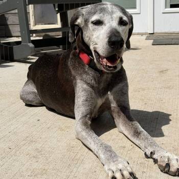 Labrador Retriever Dogs Available for Adoption in Shawnee, Kansas - Toby | PetCurious