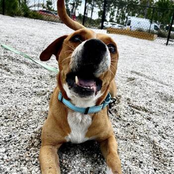 Jacob Brandon -  Mixed Breed Dog for Adoption in Englewood, Florida - Jacob Brandon | PetCurious