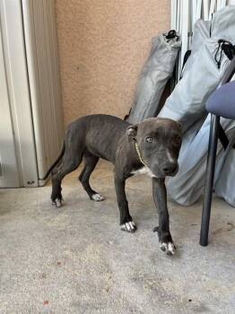 IZZY -  Pit Bull Terrier Dog for Adoption in Fort Myers, Florida - IZZY | PetCurious