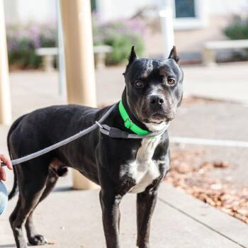 Pit Bull Terrier Dogs Available for Adoption - Murphy | PetCurious