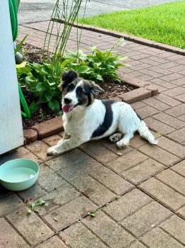 Milo #A142635 -  Cardigan Welsh Corgi Dog for Adoption in Silsbee, Texas - Milo #A142635 | PetCurious