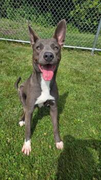 Asti Yrly 230 -  Shepherd Dog for Adoption in Sidney, Ohio - Asti Yrly 230 | PetCurious
