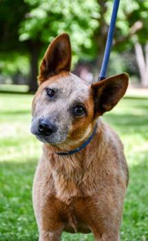 Lola -  Fox Terrier and Cattle Dog Dog for Adoption in Yakima, Washington - Lola | PetCurious