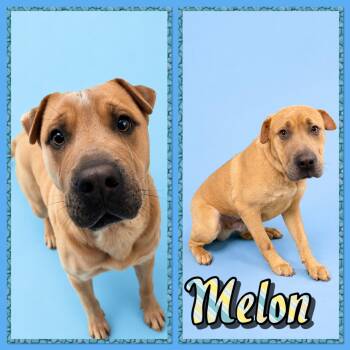Shar Pei and Retriever Dogs Available for Adoption in Seagoville, Texas - Melon | PetCurious