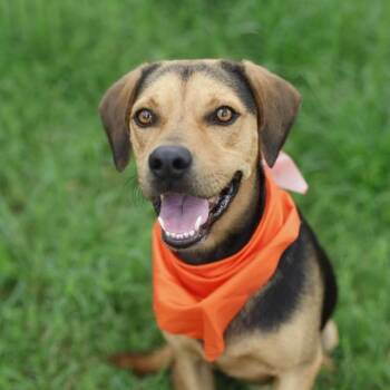 BRIGGS -  Hound Dog for Adoption in San Antonio, Texas - BRIGGS | PetCurious