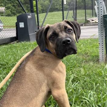 Moose -  Mixed Breed Dog for Adoption in Chattanooga, Tennessee - Moose | PetCurious