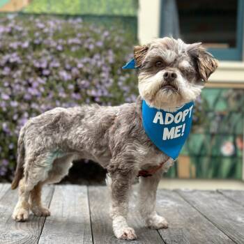 Lhasa Apso Dogs Available for Adoption in Pacific Grove, California - Wanda | PetCurious