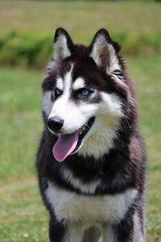 Mixed Breed Dogs Available for Adoption in Columbia, Tennessee - Luther | PetCurious
