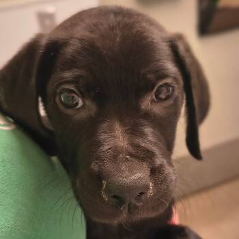 Rescue Pit Bull Terrier and Mixed Breed Dogs for Adoption in Tulsa, Oklahoma - Jodie | PetCurious