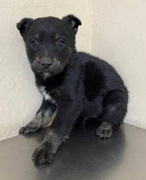 Terrier Dogs Available for Adoption in Flagstaff, Arizona - Shaw | PetCurious