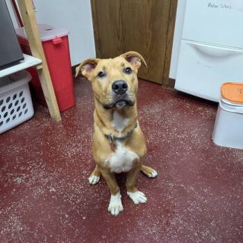Ray -  Pit Bull Terrier Dog for Adoption in Fargo, North Dakota - Ray | PetCurious