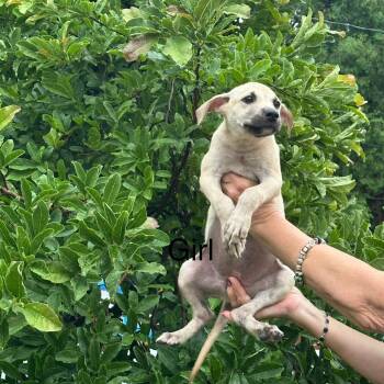 Bavette -  Shepherd Dog for Adoption in Chicago, Illinois - Bavette | PetCurious