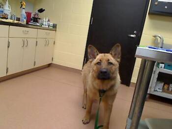 ROCKY -  German Shepherd Dog and Chow Chow Dog for Adoption in Cookeville, Tennessee - ROCKY | PetCurious