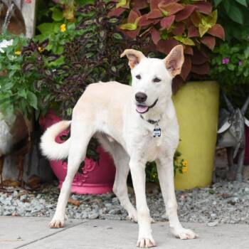 Fenton -  Shepherd Dog for Adoption in Wake Forest, North Carolina - Fenton | PetCurious