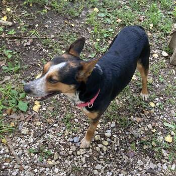 Australian Cattle Dog Blue Heeler Dogs Available for Adoption in Fayetteville, Arkansas - Koral | PetCurious