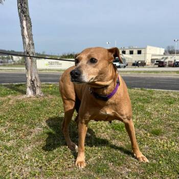 Mountain Cur and Mixed Breed Dogs Available for Adoption in Fayetteville, Arkansas - Flicka | PetCurious