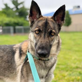 Belgian Shepherd Malinois and German Shepherd Dog Dogs Available for Adoption in Champaign, Illinois - She-Ra | PetCurious
