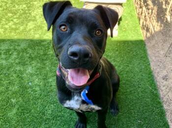 AXEL -  Pit Bull Terrier and Mixed Breed Dog Available for Adoption in Moreno Valley, California - AXEL | PetCurious