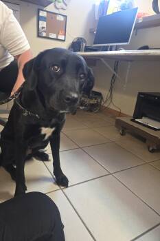 Iris -  Mixed Breed Dog for Adoption in West Branch, Michigan - Iris | PetCurious