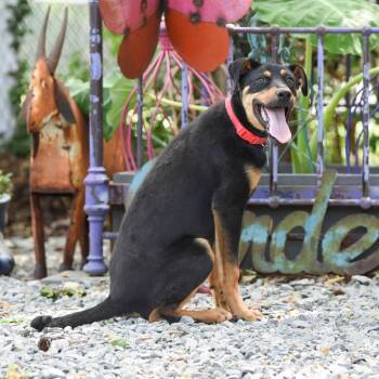 Doberman Pinscher Dogs Available for Adoption in Wake Forest, North Carolina - George | PetCurious