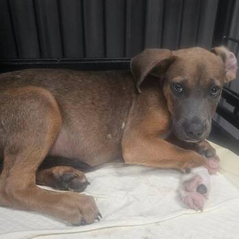 Mesquite -  Australian Cattle Dog Blue Heeler and Catahoula Leopard Dog Dog for Adoption in Midland, Texas - Mesquite | PetCurious