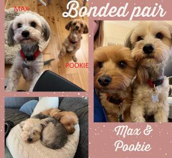 Maltese and Yorkshire Terrier Dogs Available for Adoption in Mission Viejo, California - Max & Pookie *Bonded Pair* | PetCurious