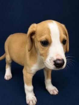 Hound and Terrier Dogs Available for Adoption in West Memphis, Arkansas - Cricket | PetCurious