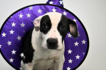 APRIL -  Pointer and Mixed Breed Dog for Adoption in Fort Lauderdale, Florida - APRIL | PetCurious