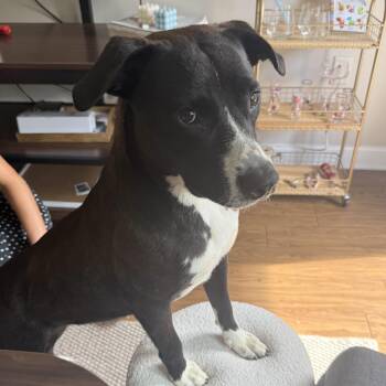 Nadine -  Mixed Breed Dog for Adoption in Columbia, South Carolina - Nadine | PetCurious