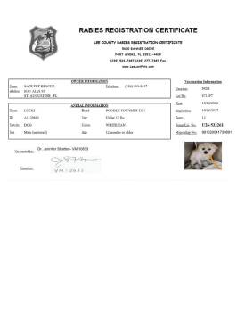 Lucki -  Shih Tzu and Poodle Dog for Adoption in St. Augustine, Florida - Lucki | PetCurious