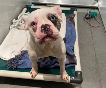 French Bulldog Dogs Available for Adoption in Palo Alto, California - EMMY | PetCurious