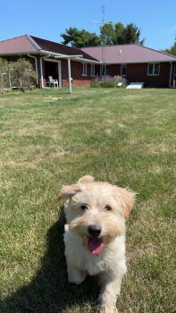 Rescue Havanese Dogs for Adoption in Holland, Michigan - Mickey | PetCurious