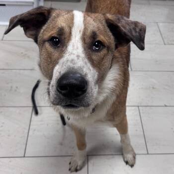 Elmo -  Collie Dog for Adoption in Lufkin, Texas - Elmo | PetCurious