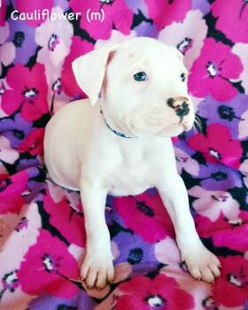 Boxer Dogs Available for Adoption in Monticello, New York - Veg Litter - Cauliflower | PetCurious