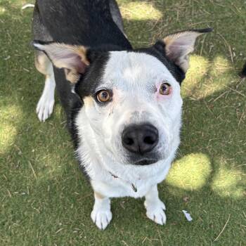 Scram - Butler Campus -  Mixed Breed Dog for Adoption in Flagstaff, Arizona - Scram - Butler Campus | PetCurious