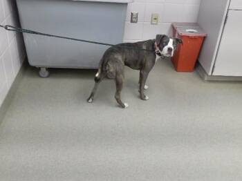 TWILIGHT -  Boxer and Mixed Breed Dog for Adoption in Omaha, Nebraska - TWILIGHT | PetCurious