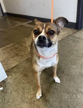 Chihuahua Dogs Available for Adoption in Ontario, California - MOLLY | PetCurious